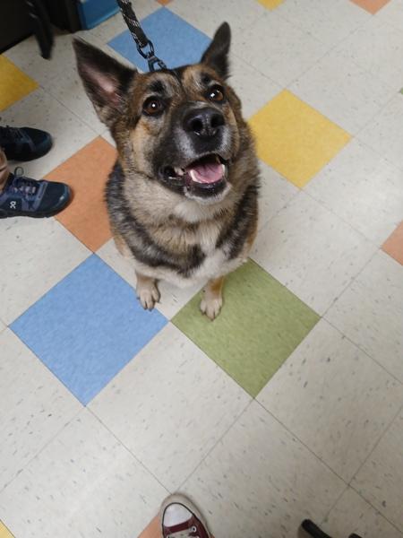 Enlarge Jersey, a Adoptable mixed breed in Sioux City, IA image 2/2