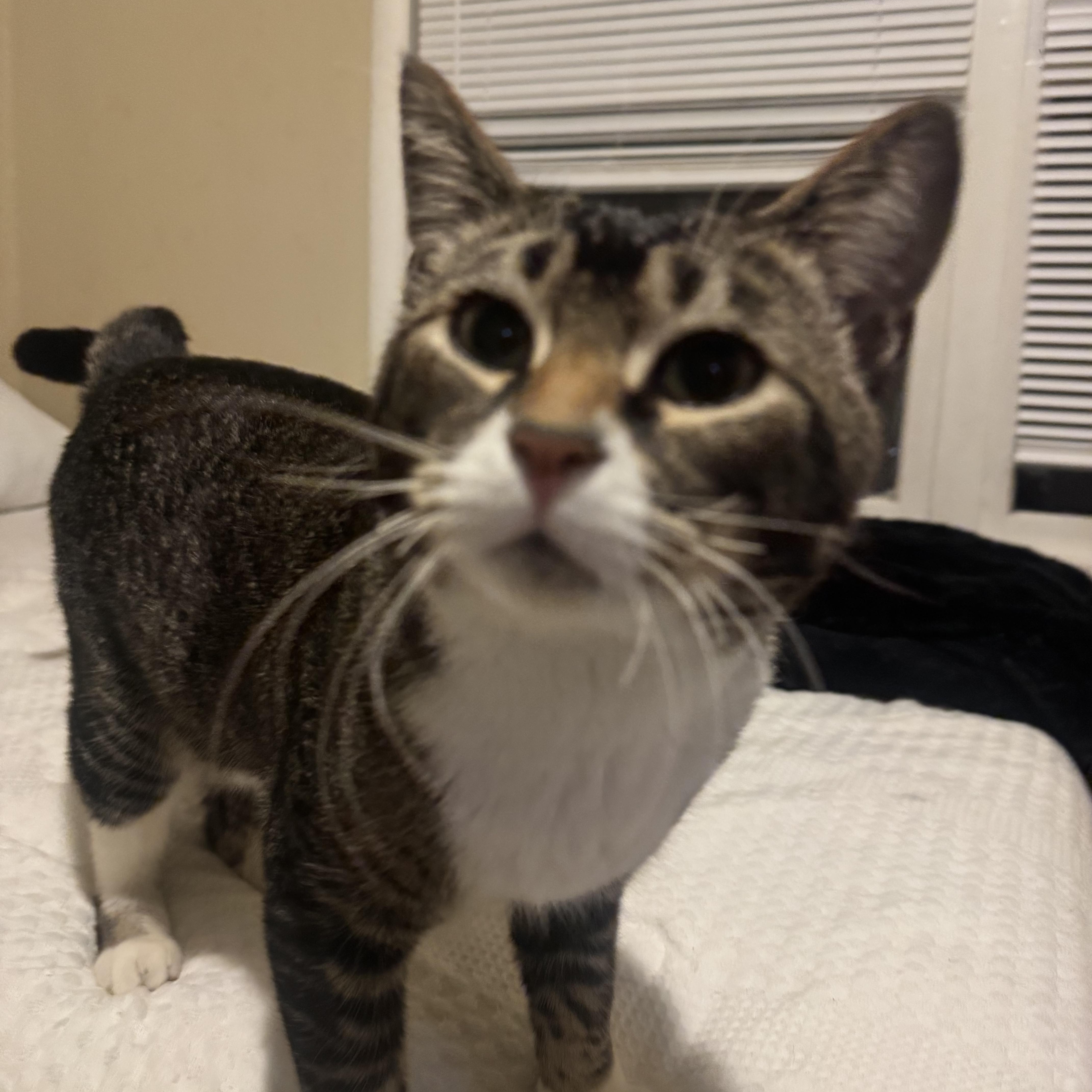 Mely, an adopted Domestic Short Hair in Fairfield, CA image 6/6