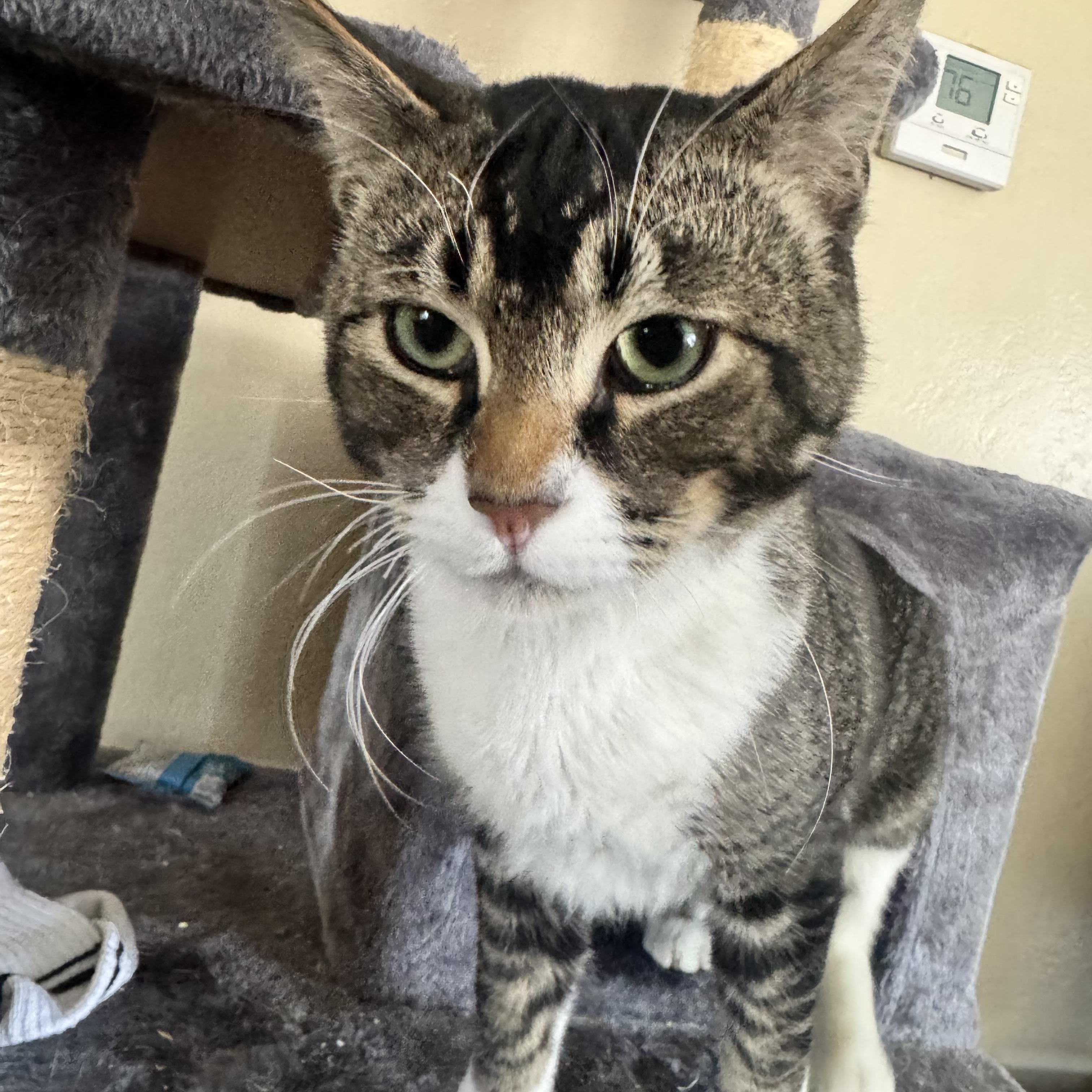 Mely, an adopted Domestic Short Hair in Fairfield, CA image 4/6