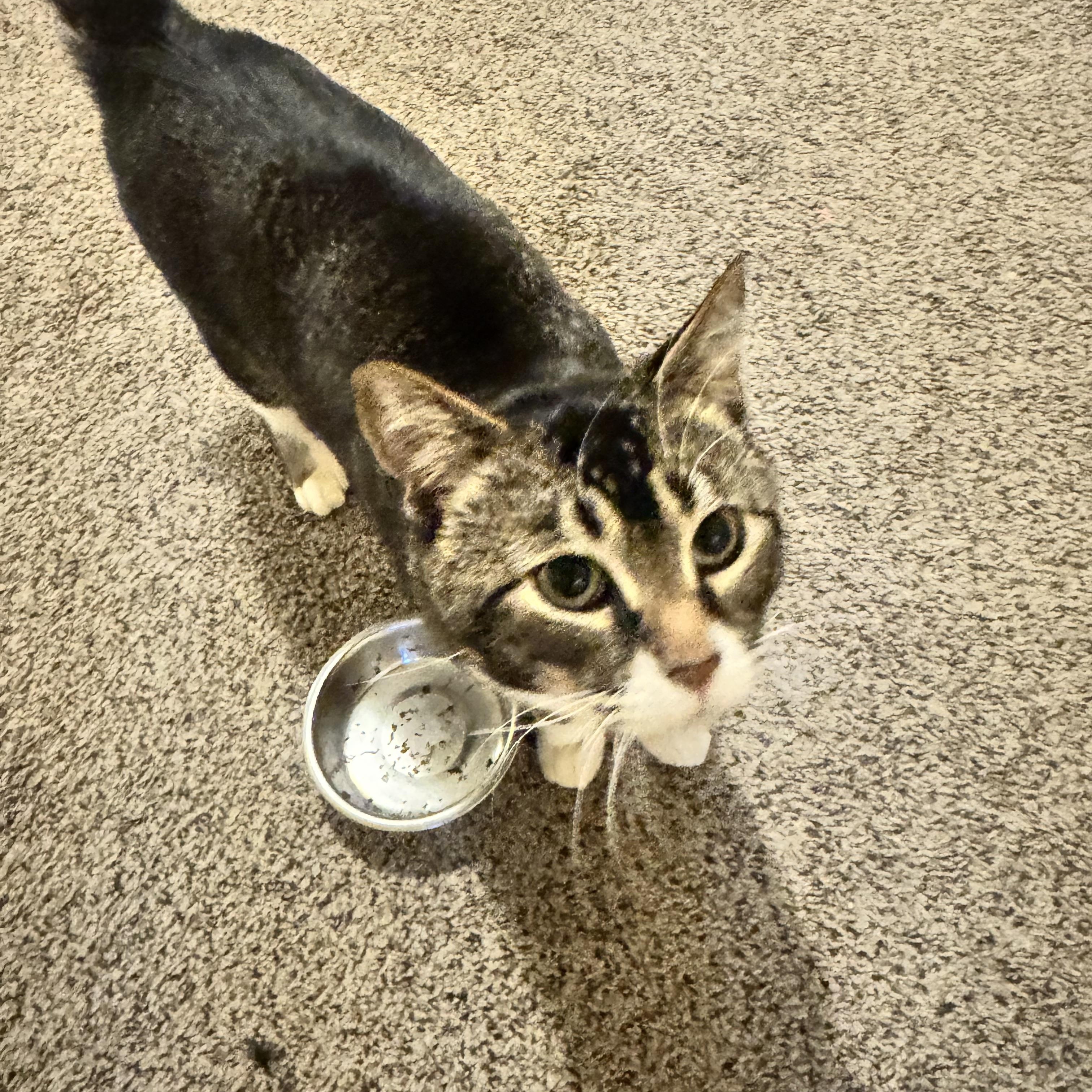Mely, an adopted Domestic Short Hair in Fairfield, CA image 5/6