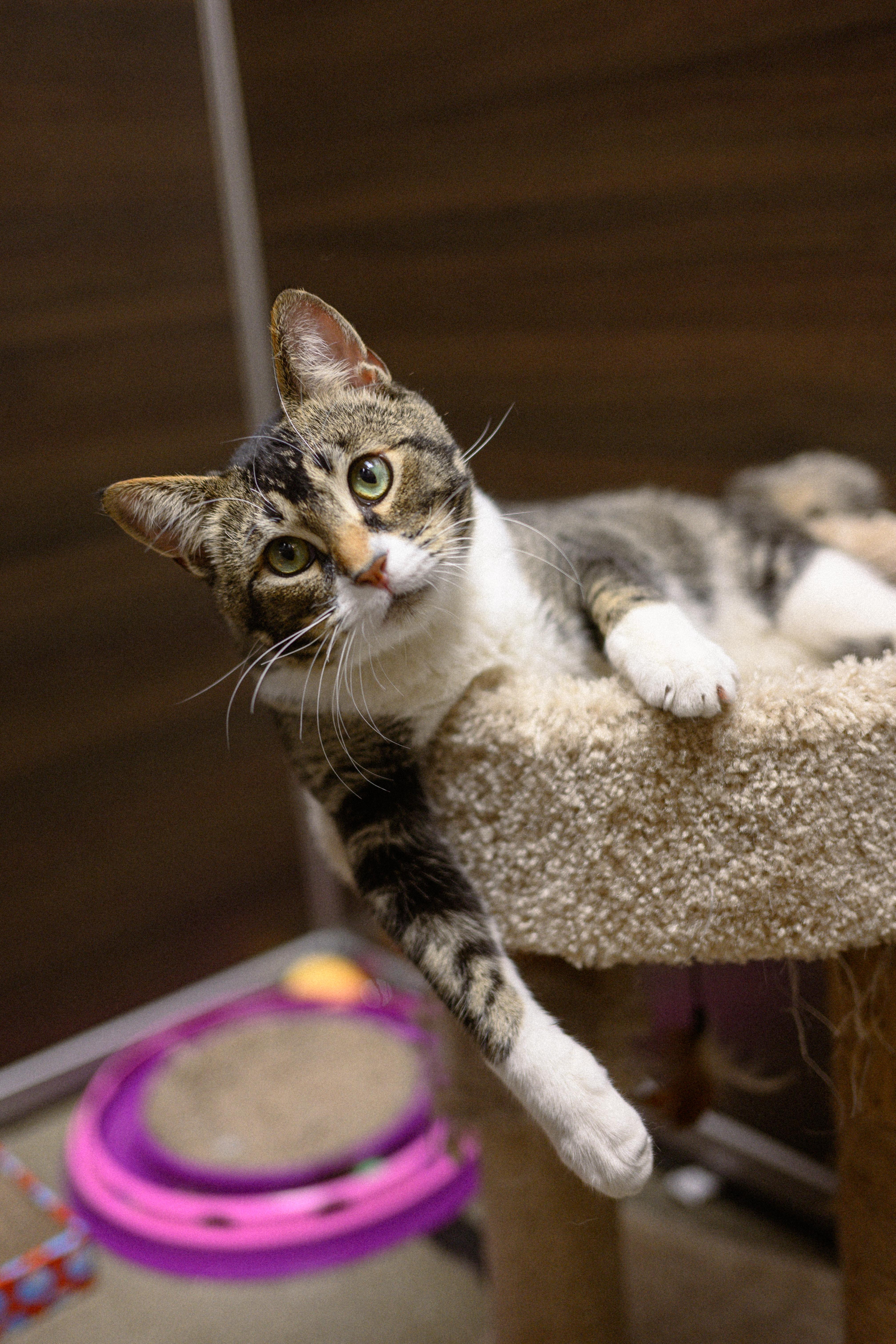 Mely, adopted, Young Male Domestic Short Hair.