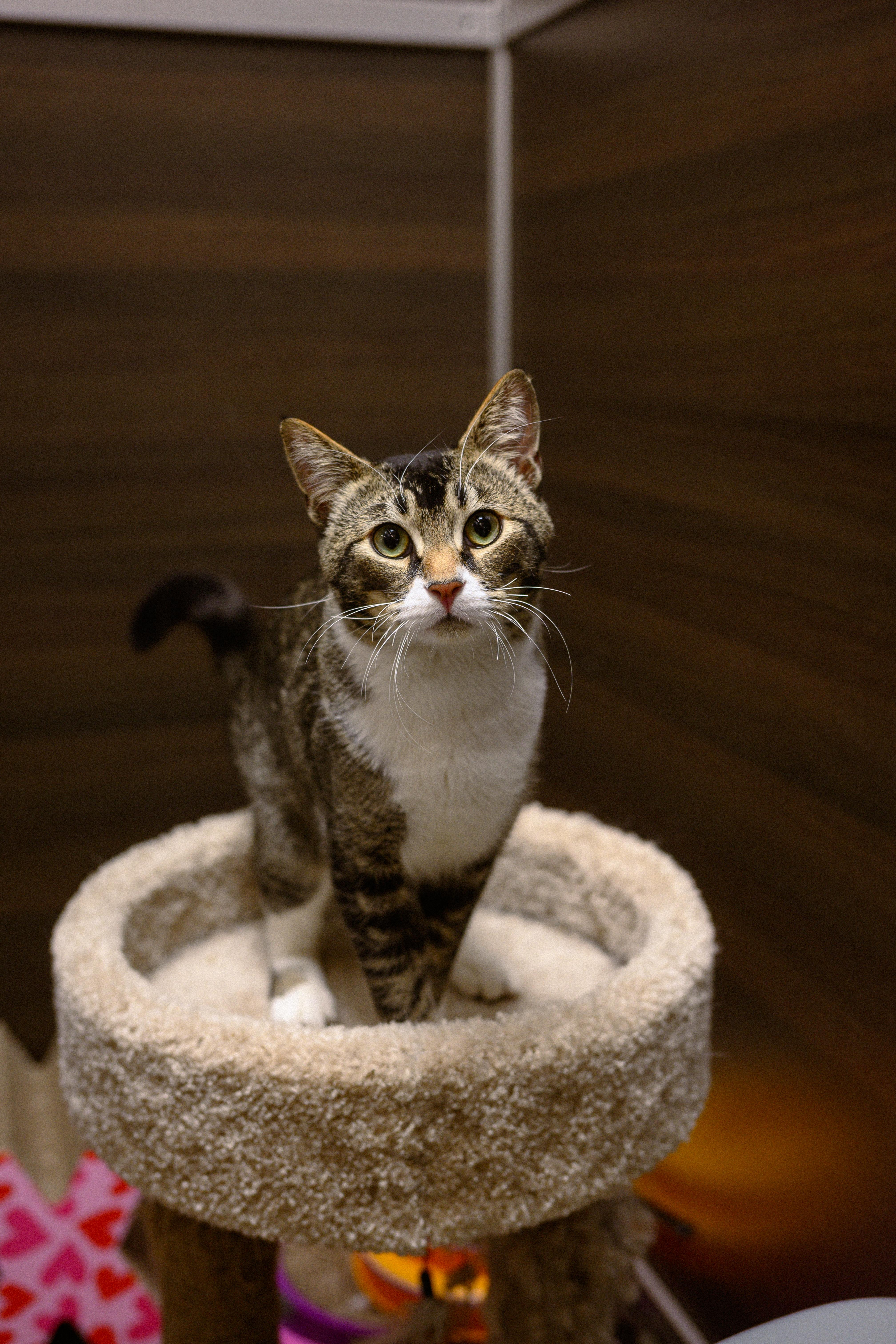 Mely, an adopted Domestic Short Hair in Fairfield, CA image 3/6