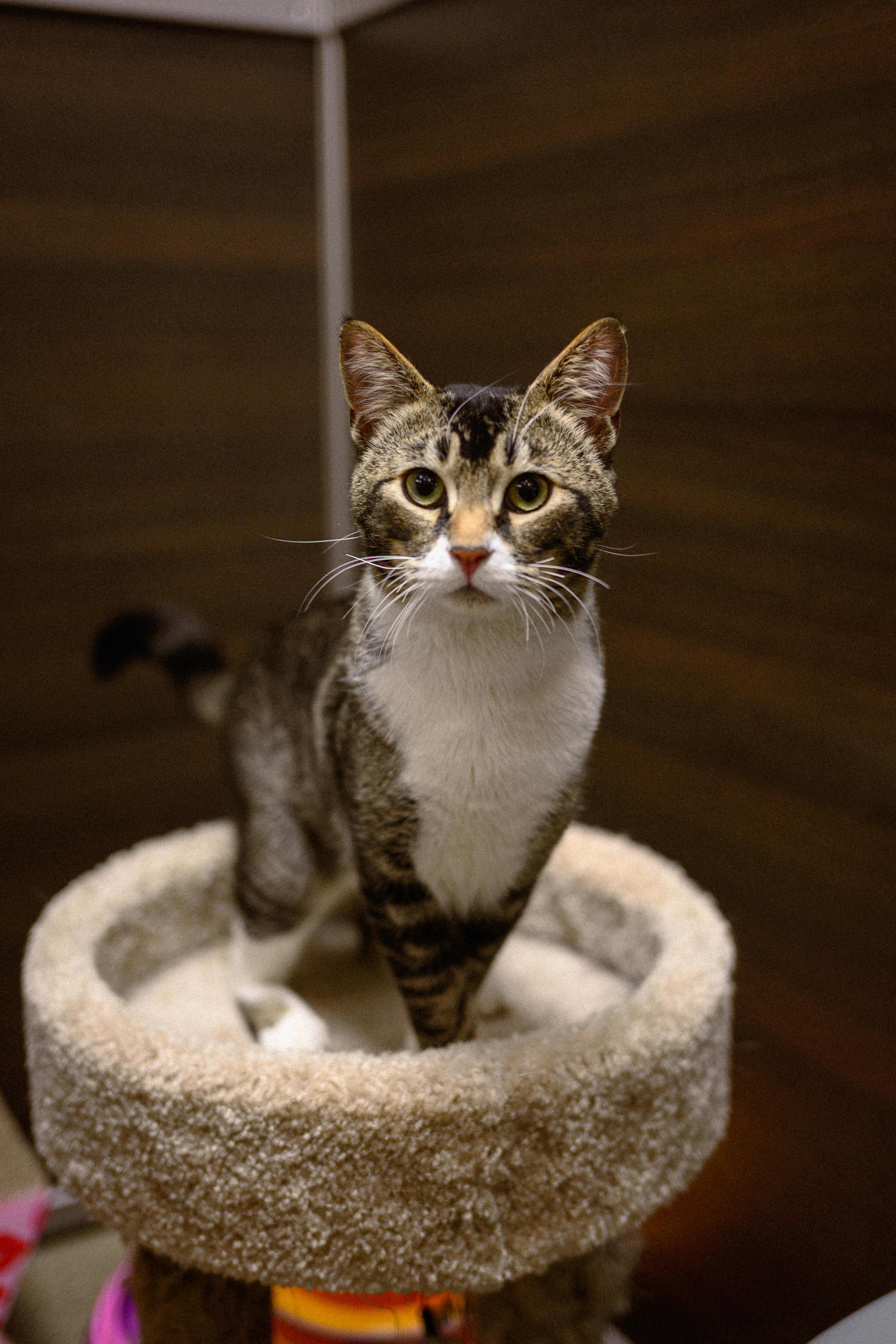 Mely, an adopted Domestic Short Hair in Fairfield, CA image 2/6