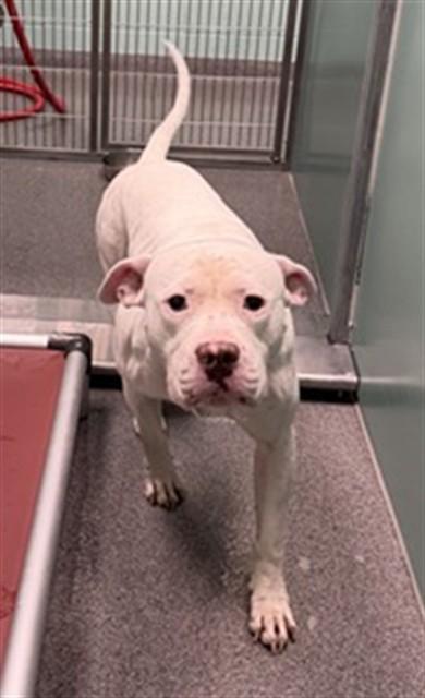 Enlarge CHARLES, a Adoptable mixed breed in Kalamazoo, MI image 1/1