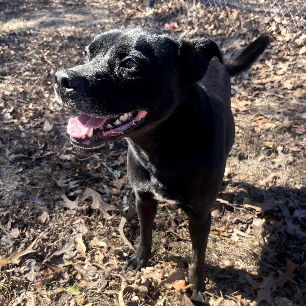 Obi, Adoptable, Adult Male Mixed Breed.