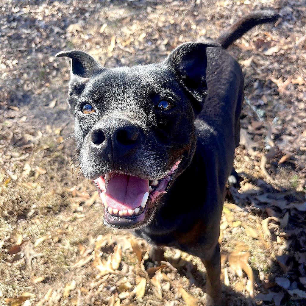 Enlarge Obi, a Adoptable Mixed Breed in Lufkin, TX image 2/6