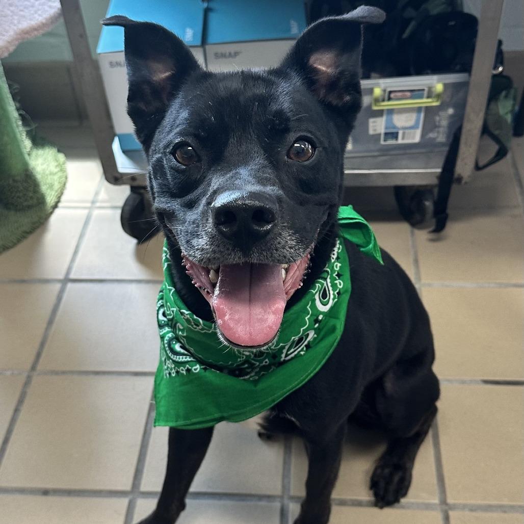 Enlarge Obi, a Adoptable Mixed Breed in Lufkin, TX image 3/6