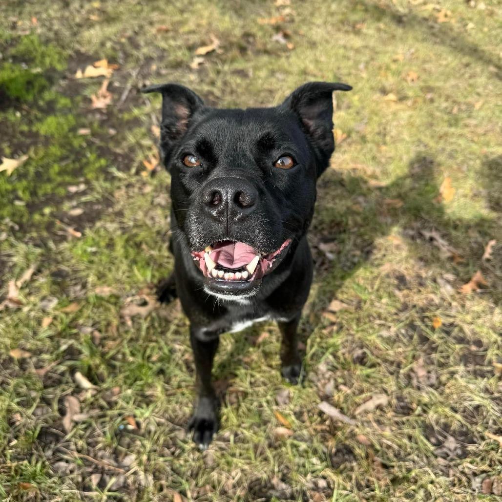 Enlarge Obi, a Adoptable Mixed Breed in Lufkin, TX image 4/6
