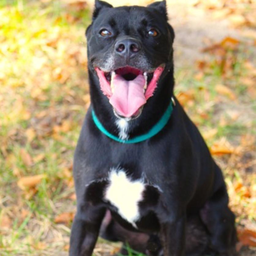 Enlarge Obi, a Adoptable Mixed Breed in Lufkin, TX image 5/6