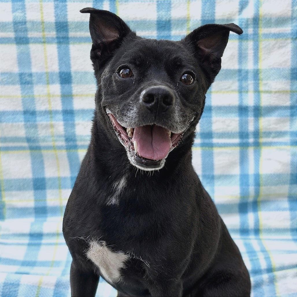 Enlarge Obi, a Adoptable Mixed Breed in Lufkin, TX image 6/6