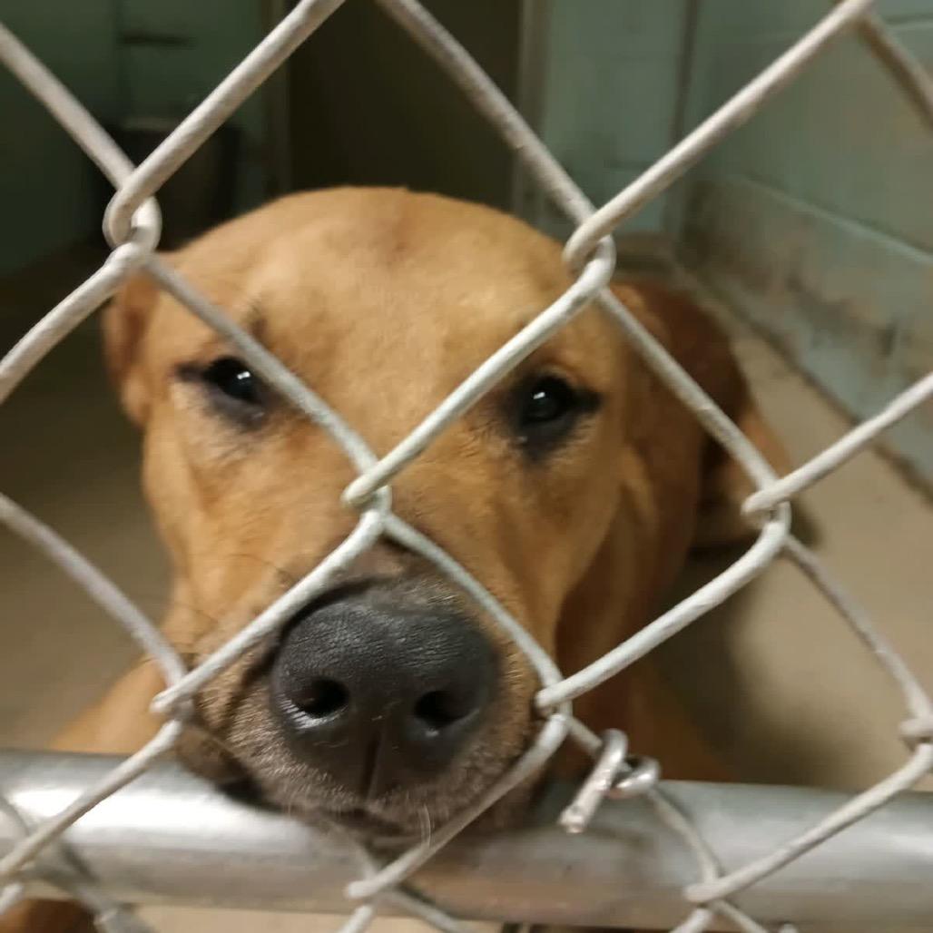 Enlarge Kiedis, a Adoptable mixed breed in Valley, AL image 1/6