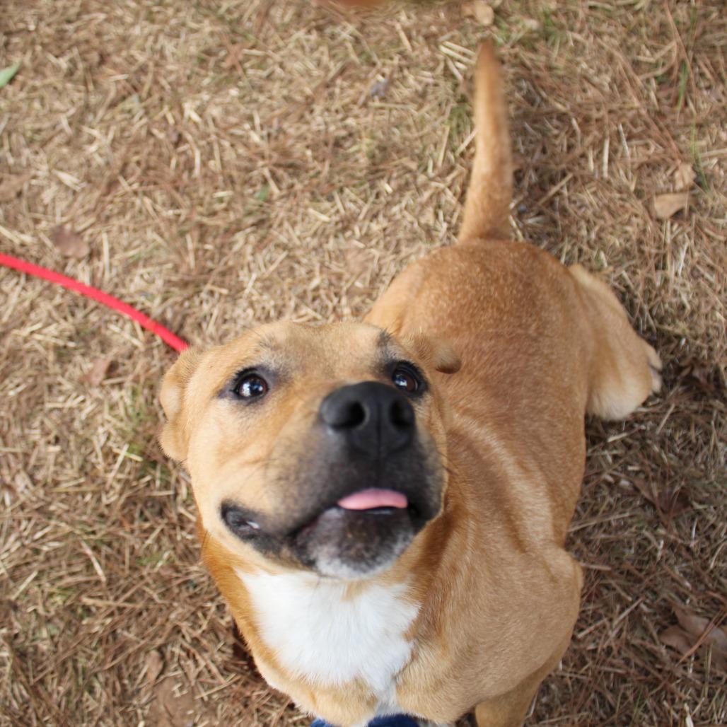 Enlarge Kiedis, a Adoptable mixed breed in Valley, AL image 2/6