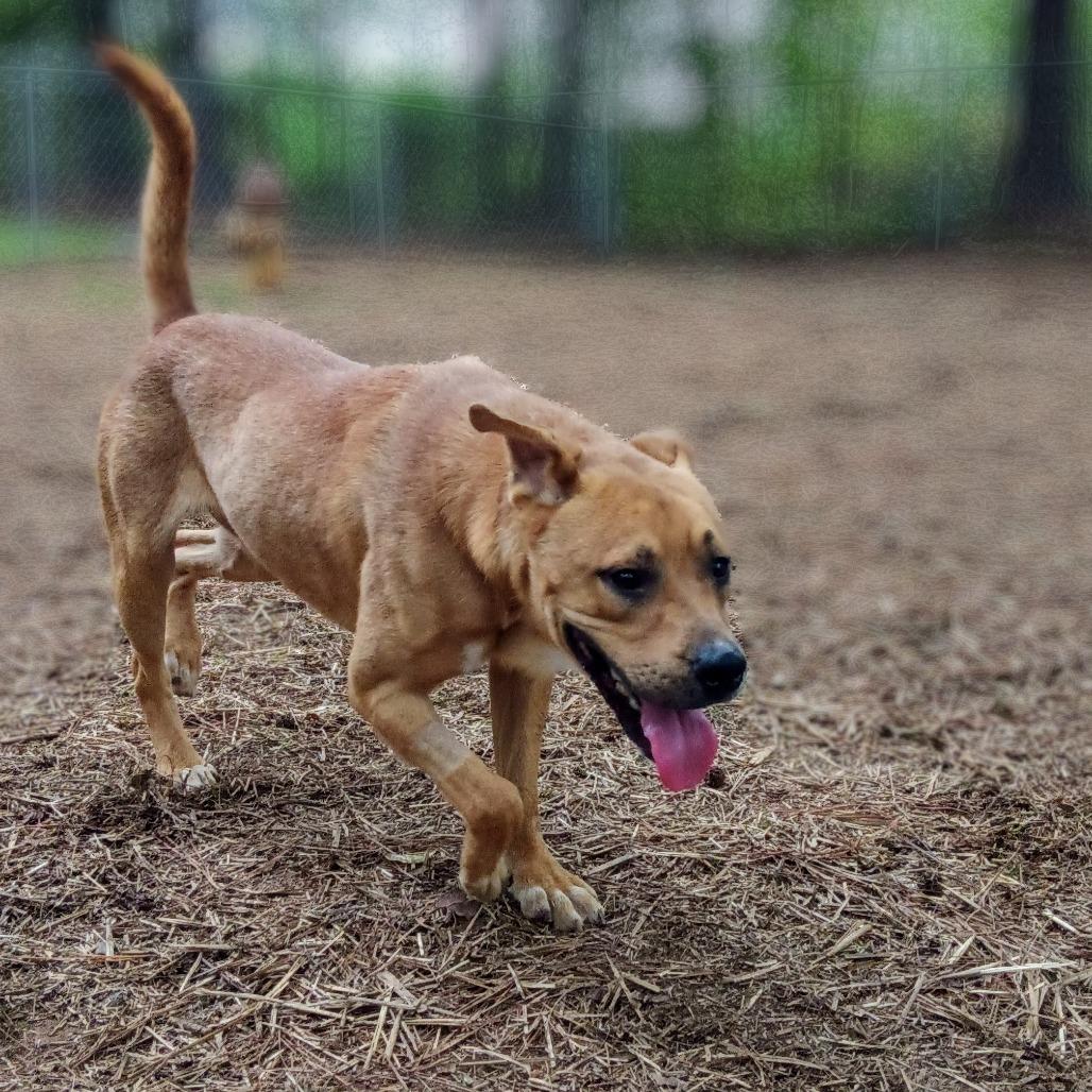 Enlarge Kiedis, a Adoptable mixed breed in Valley, AL image 3/6