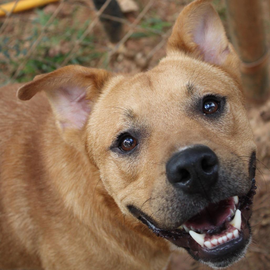 Enlarge Kiedis, a Adoptable mixed breed in Valley, AL image 5/6