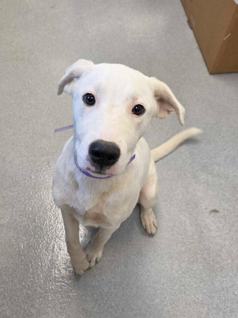Virginia Woolf, Adoptable, Puppy Female Great Pyrenees & Mixed Breed.