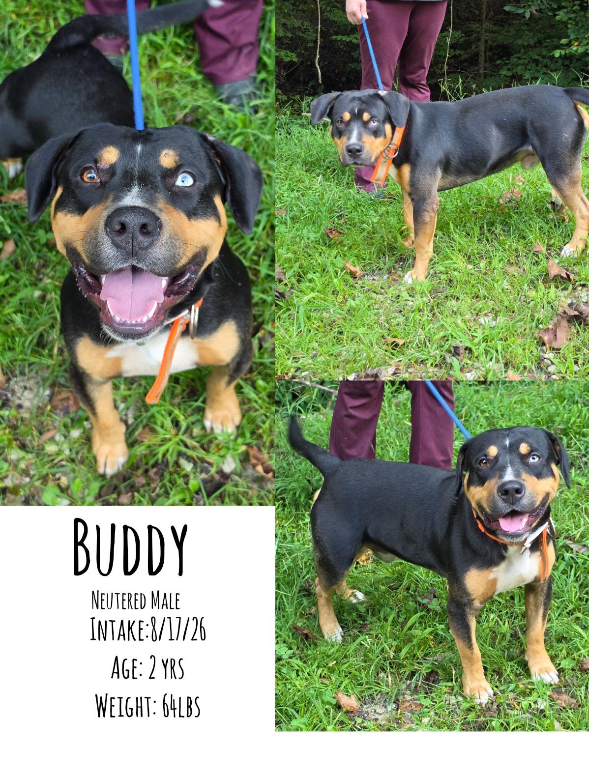 Enlarge Buddy, a Adoptable American Staffordshire Terrier in Staffordsville, KY image 1/1