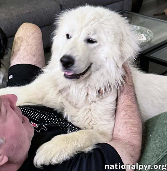Pearl in VA - Happy, Smart, Loving & Goofy, an adopted Great Pyrenees in Warrenton, VA image 3/4
