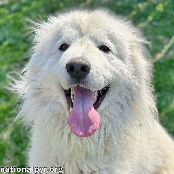 Pearl in VA - Happy, Smart, Loving & Goofy, an adopted Great Pyrenees in Warrenton, VA image 1/4