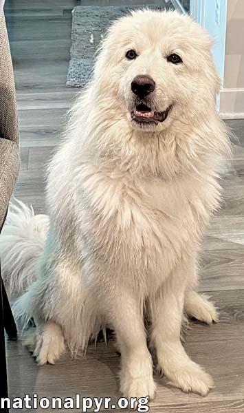 Pearl in VA - Happy, Smart, Loving & Goofy, an adopted Great Pyrenees in Warrenton, VA image 2/4