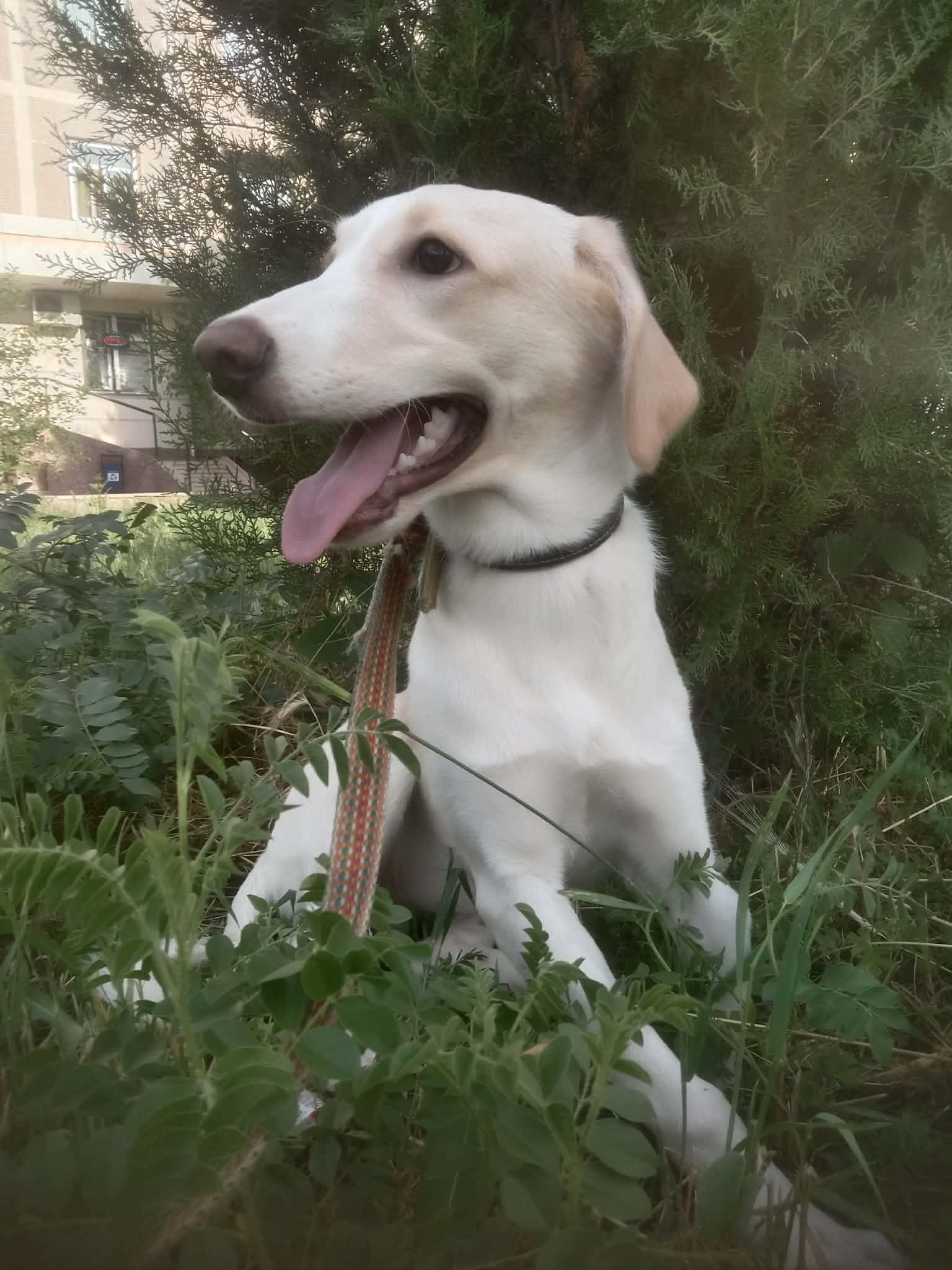 Enlarge Luna, a Adoptable mixed breed in North York, ON image 5/6