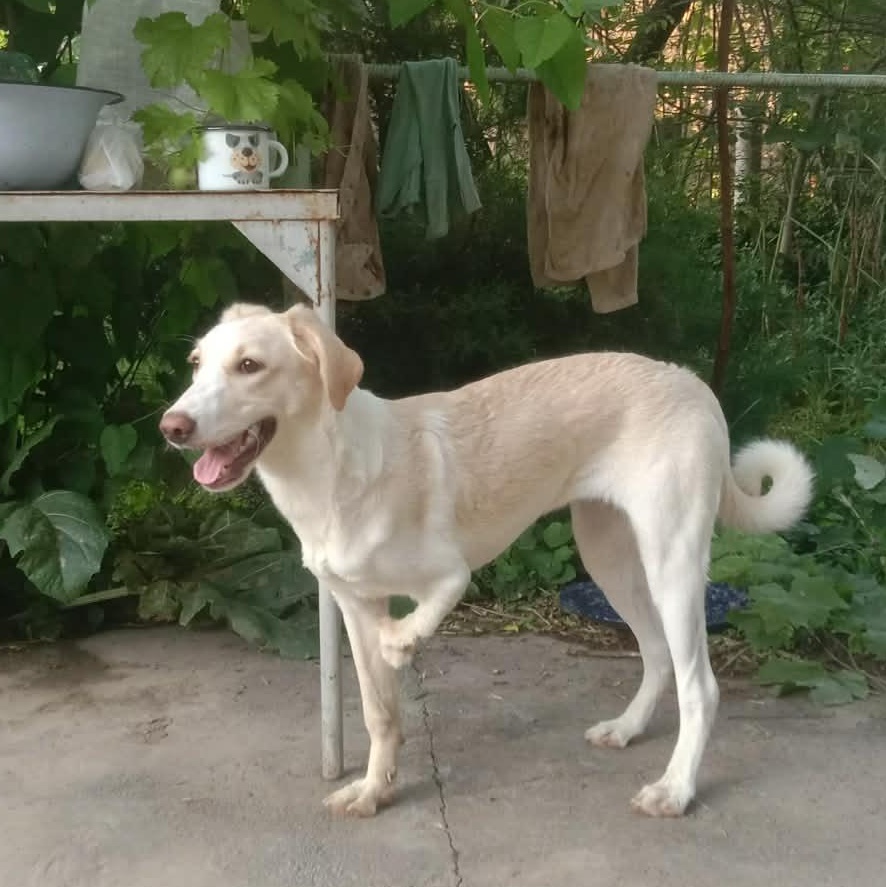 Luna, Adoptable, Young Female Mixed Breed & Labrador Retriever.