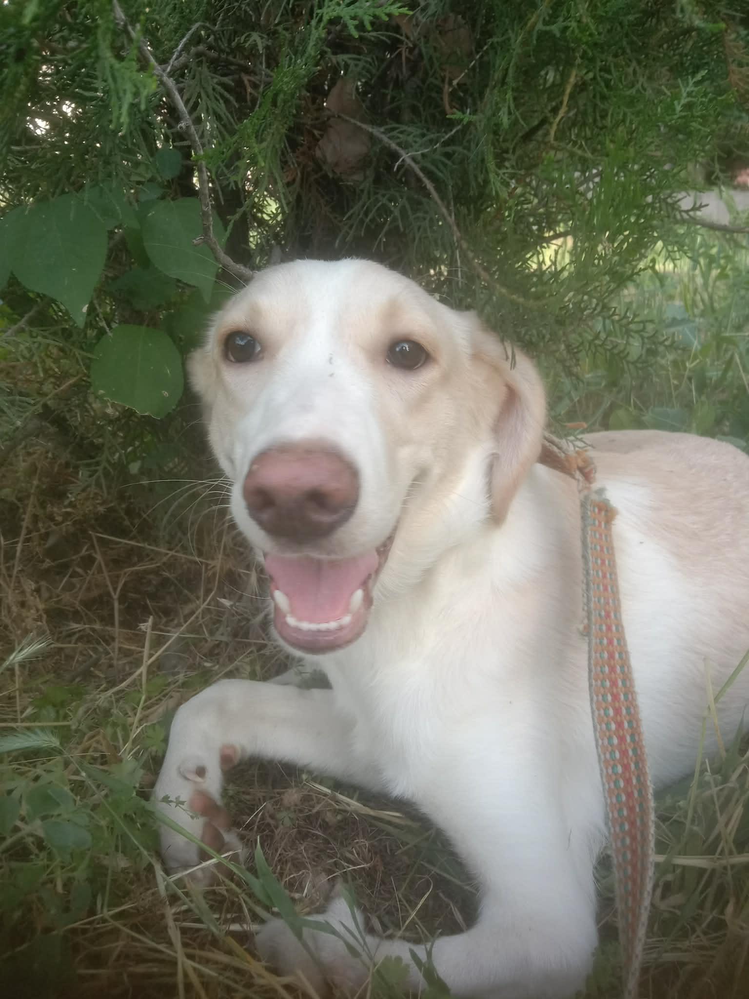 Enlarge Luna, a Adoptable mixed breed in North York, ON image 4/6