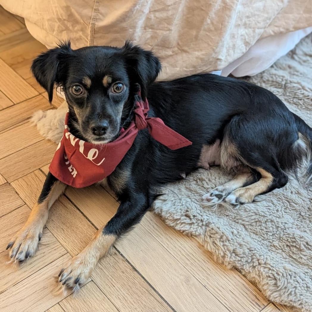 Enlarge Madison, a Adoptable mixed breed in Brooklyn, NY image 4/6