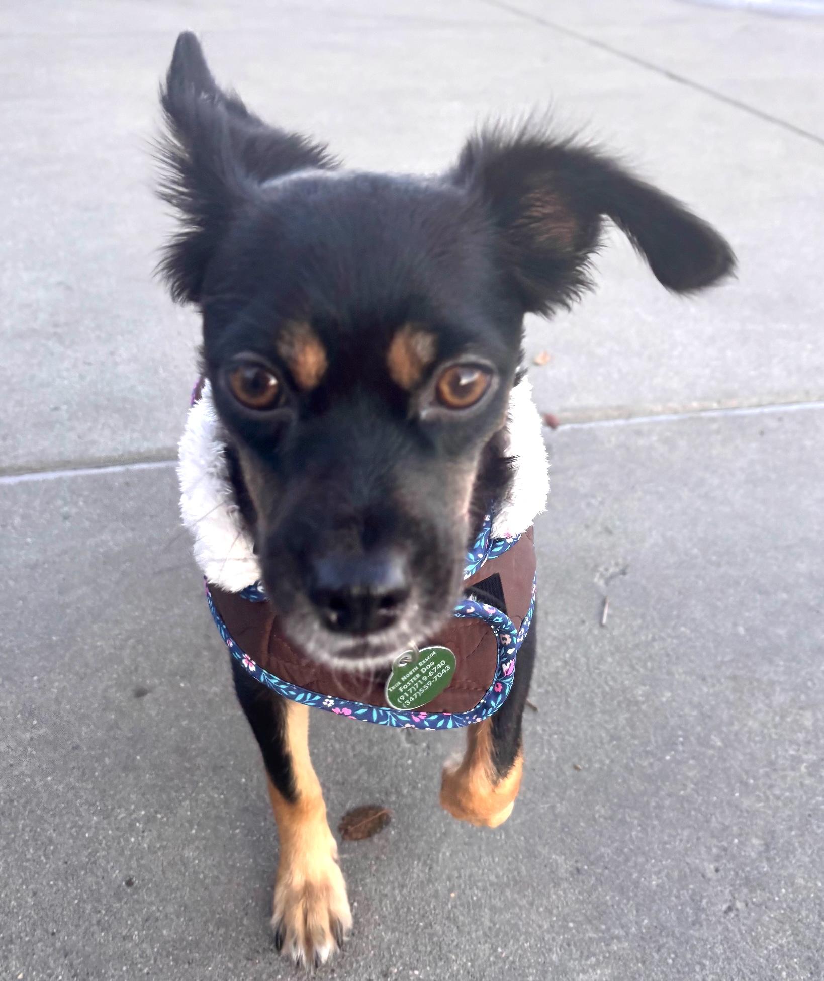 Enlarge Madison, a Adoptable mixed breed in Brooklyn, NY image 6/6