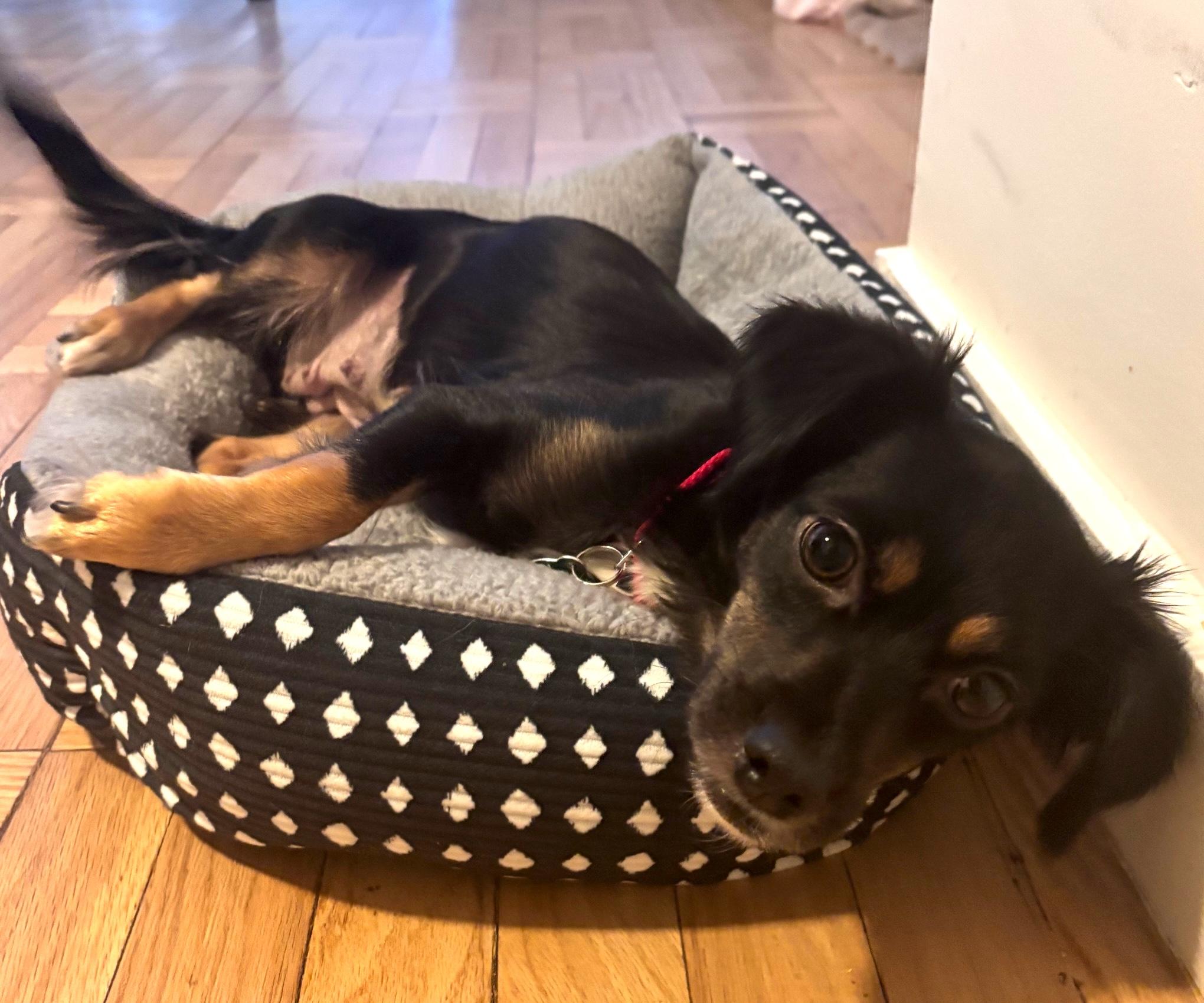 Enlarge Madison, a Adoptable mixed breed in Brooklyn, NY image 3/6