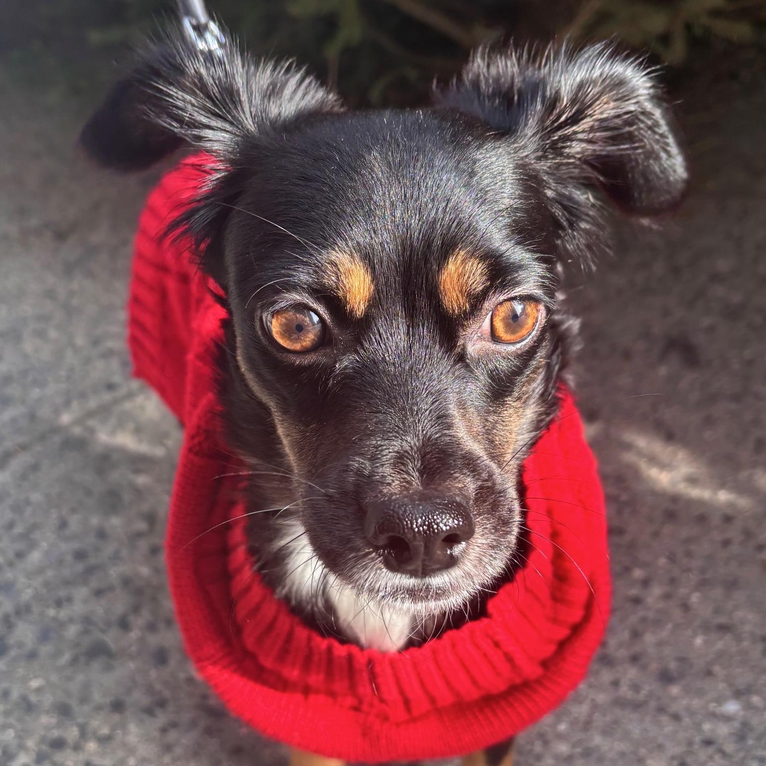 Enlarge Madison, a Adoptable mixed breed in Brooklyn, NY image 1/6