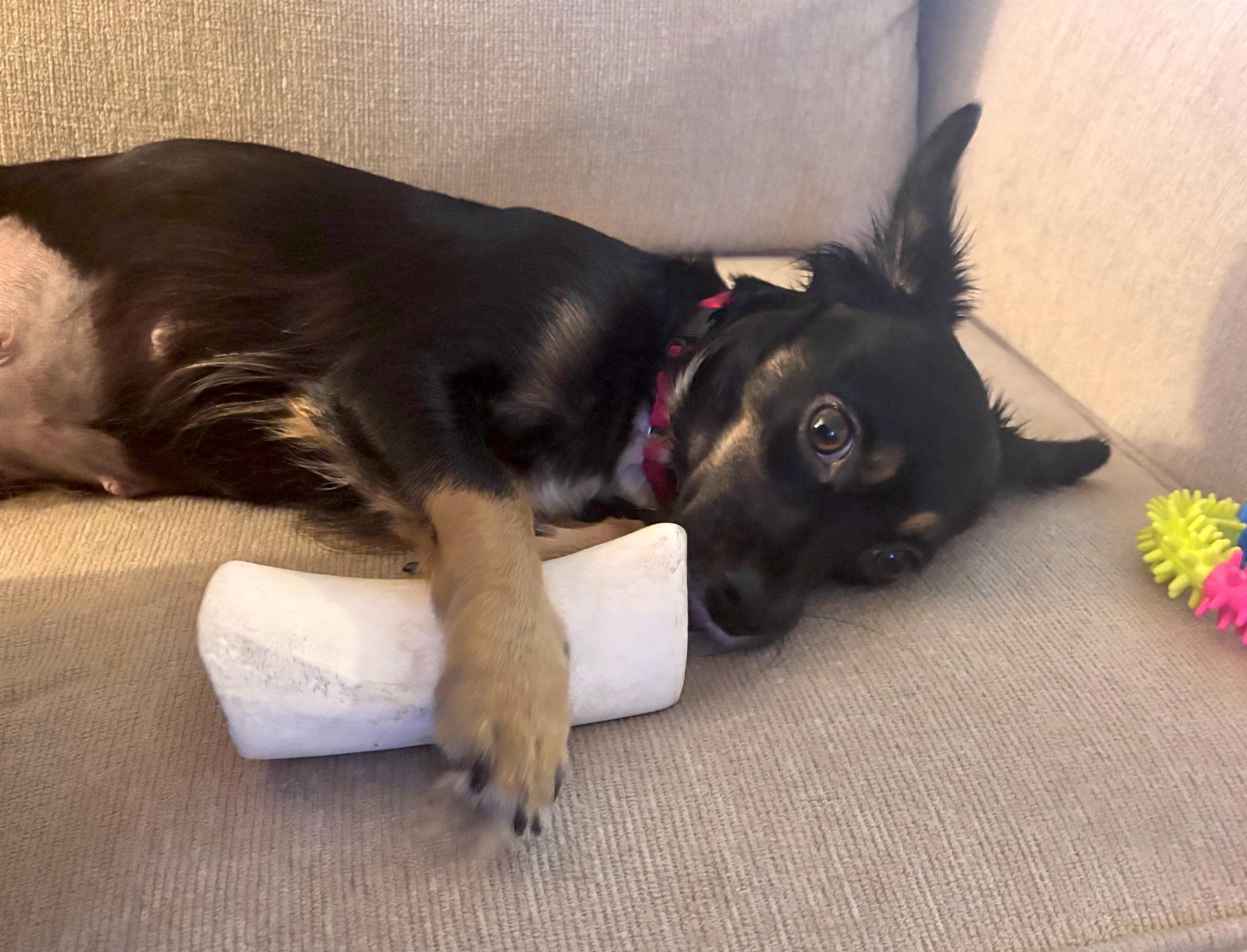 Enlarge Madison, a Adoptable mixed breed in Brooklyn, NY image 5/6