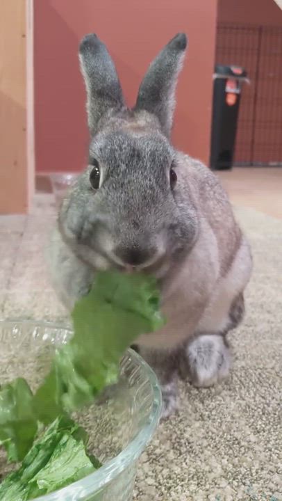 Enlarge Frosty, a Adopted mixed breed in Utica, NY video 6/11