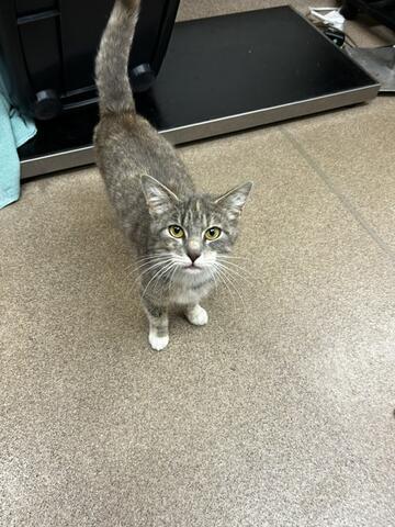 Margaret, ADOPTABLE, Adult Female Domestic Short Hair.