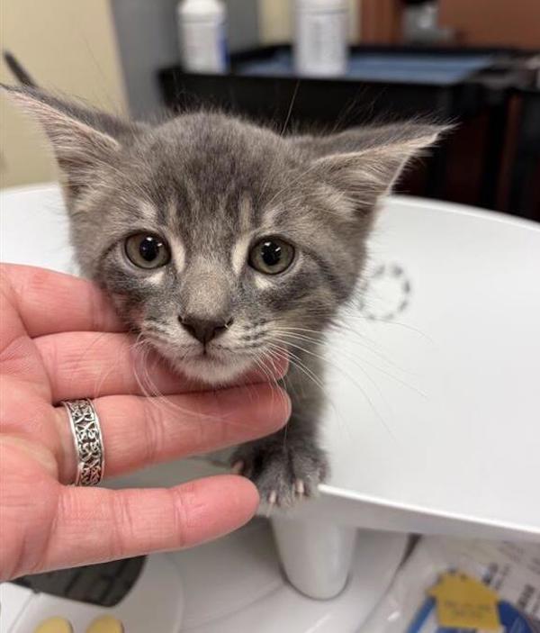 Smokey Joe, Adoptable, Kitten Male Domestic Medium Hair.
