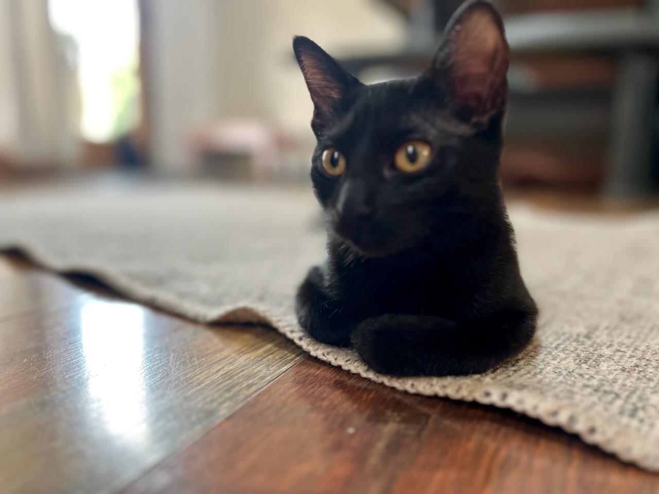 Barb photo 4