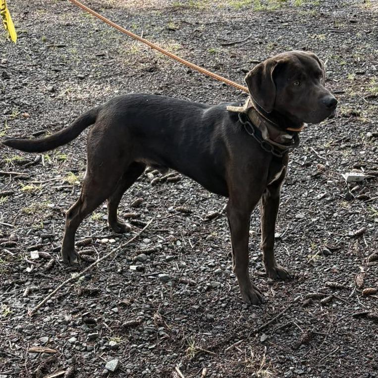 Enlarge Tavo, a Adoptable Mixed Breed in Coos Bay, OR image 1/1