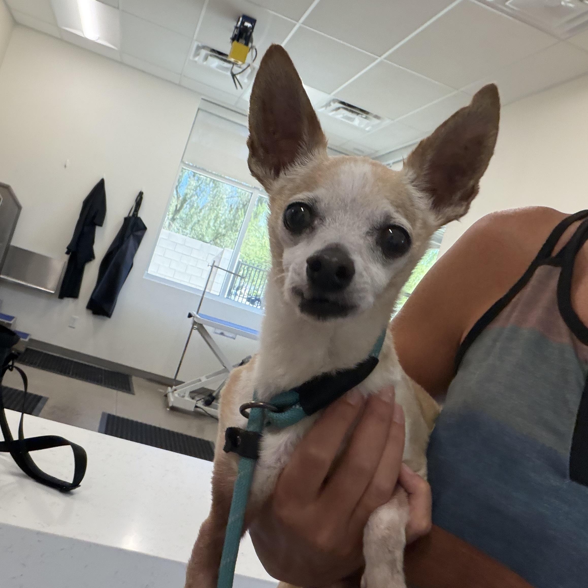 Gordon, adopted, Adult Male Chihuahua.