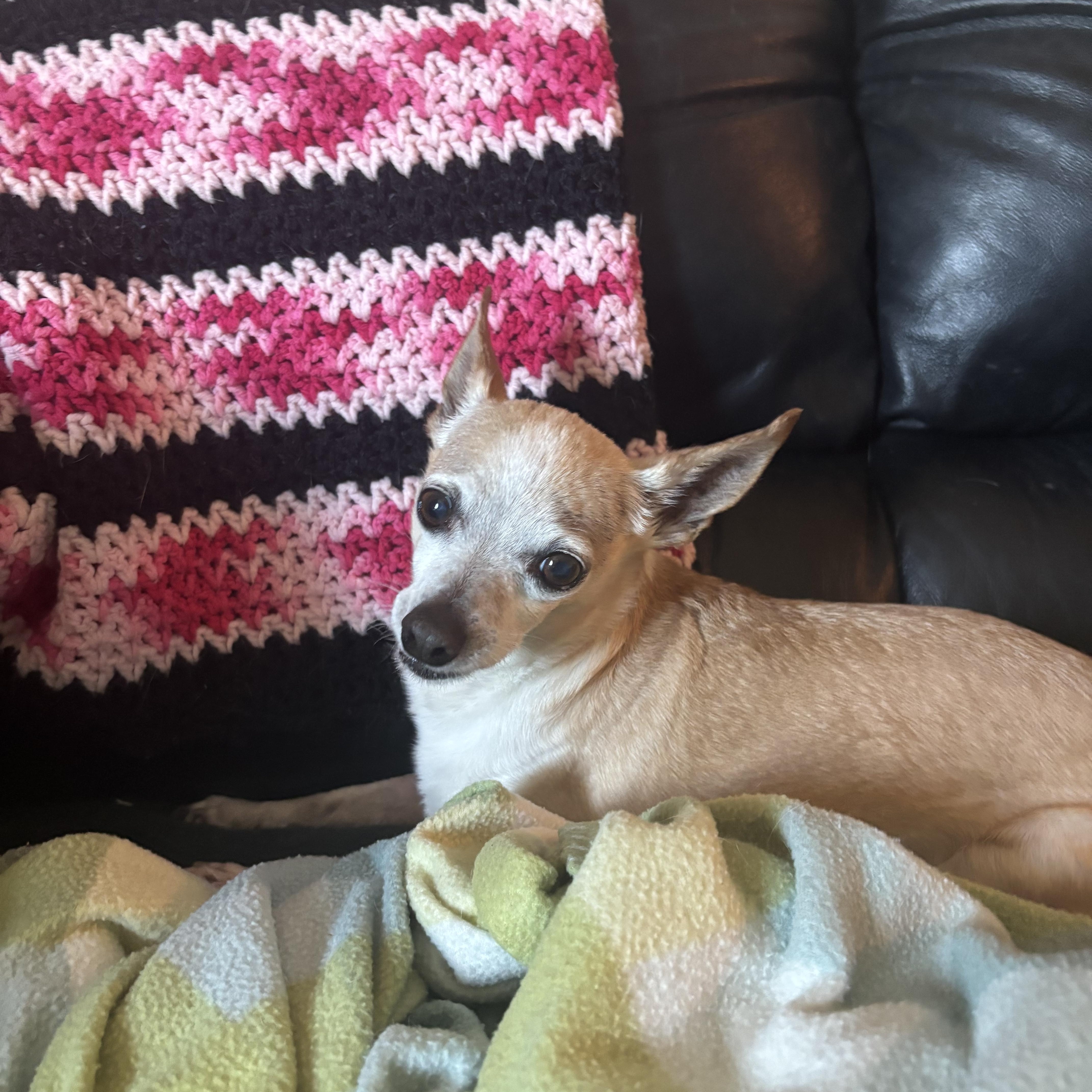 Enlarge Gordon, an adopted Chihuahua in Phoenix, AZ image 4/4