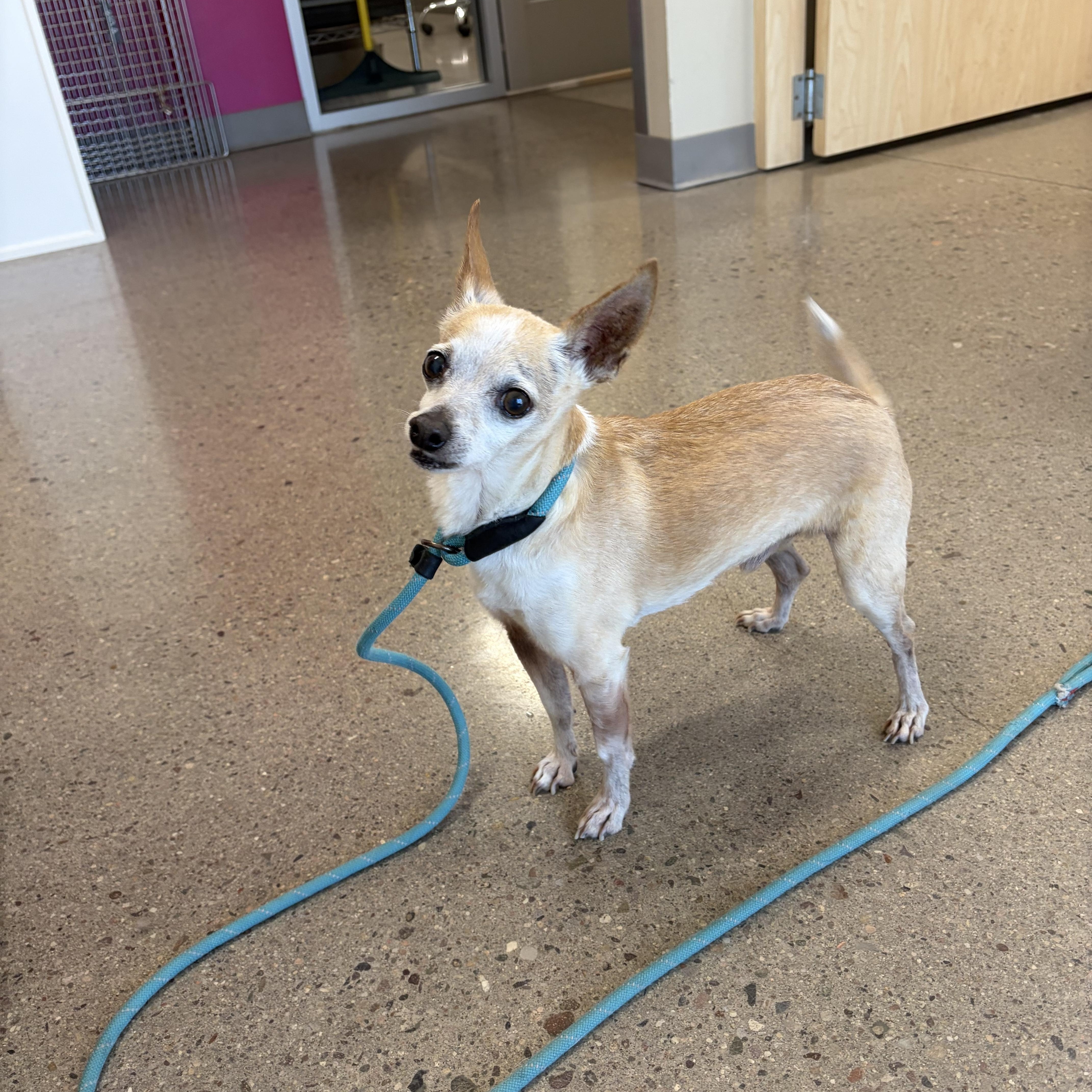 Enlarge Gordon, an adopted Chihuahua in Phoenix, AZ image 3/4