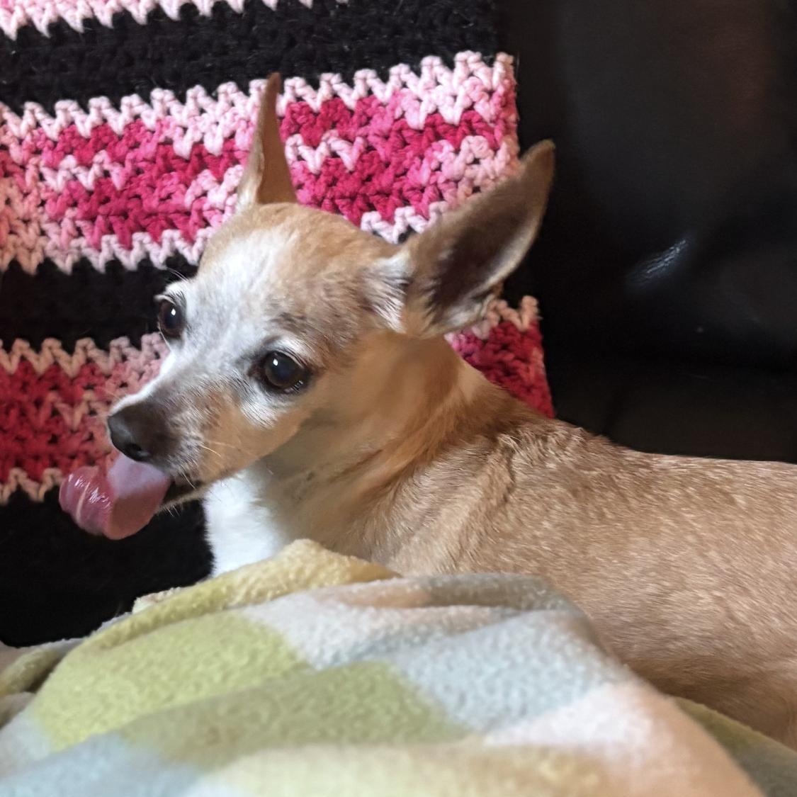 Enlarge Gordon, an adopted Chihuahua in Phoenix, AZ image 2/4