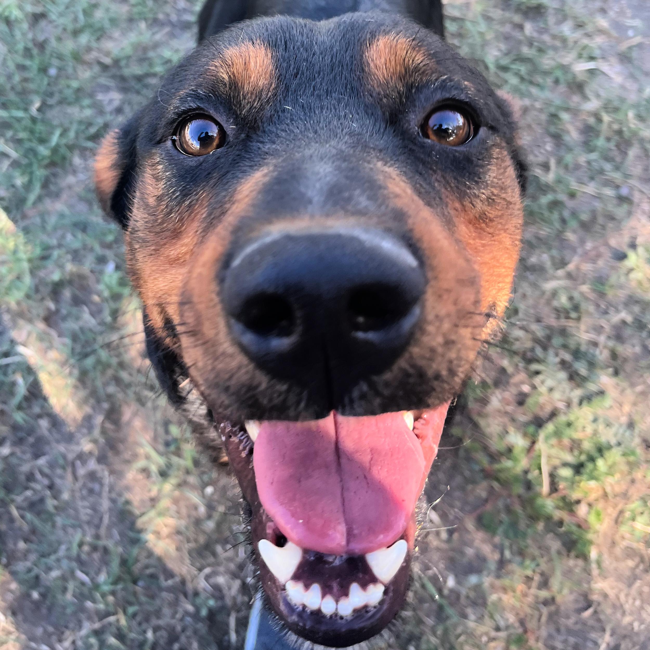 Eddie, an adoptable Rottweiler in Lindon, UT, 84042 | Photo Image 5