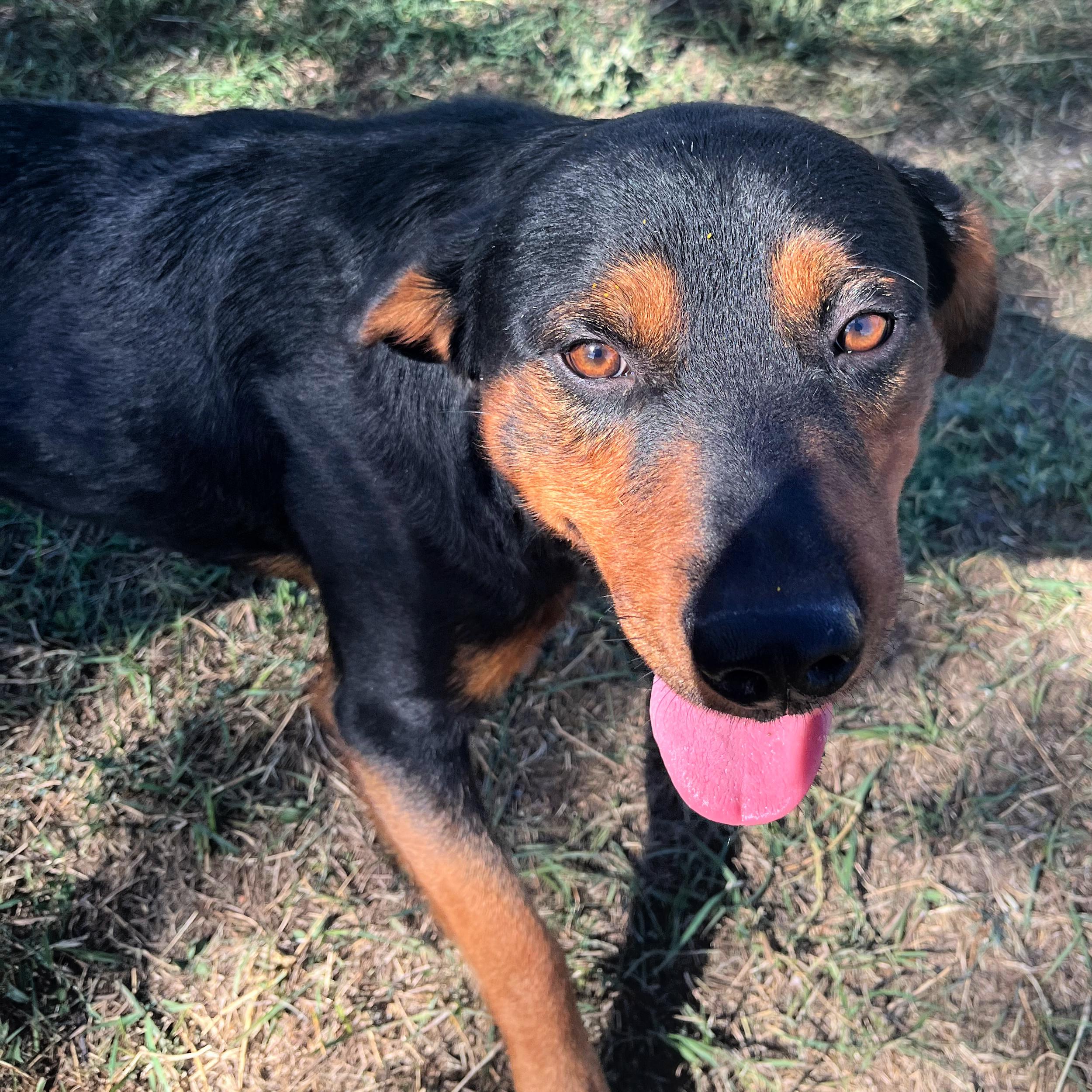 Eddie, an adoptable Rottweiler in Lindon, UT, 84042 | Photo Image 3