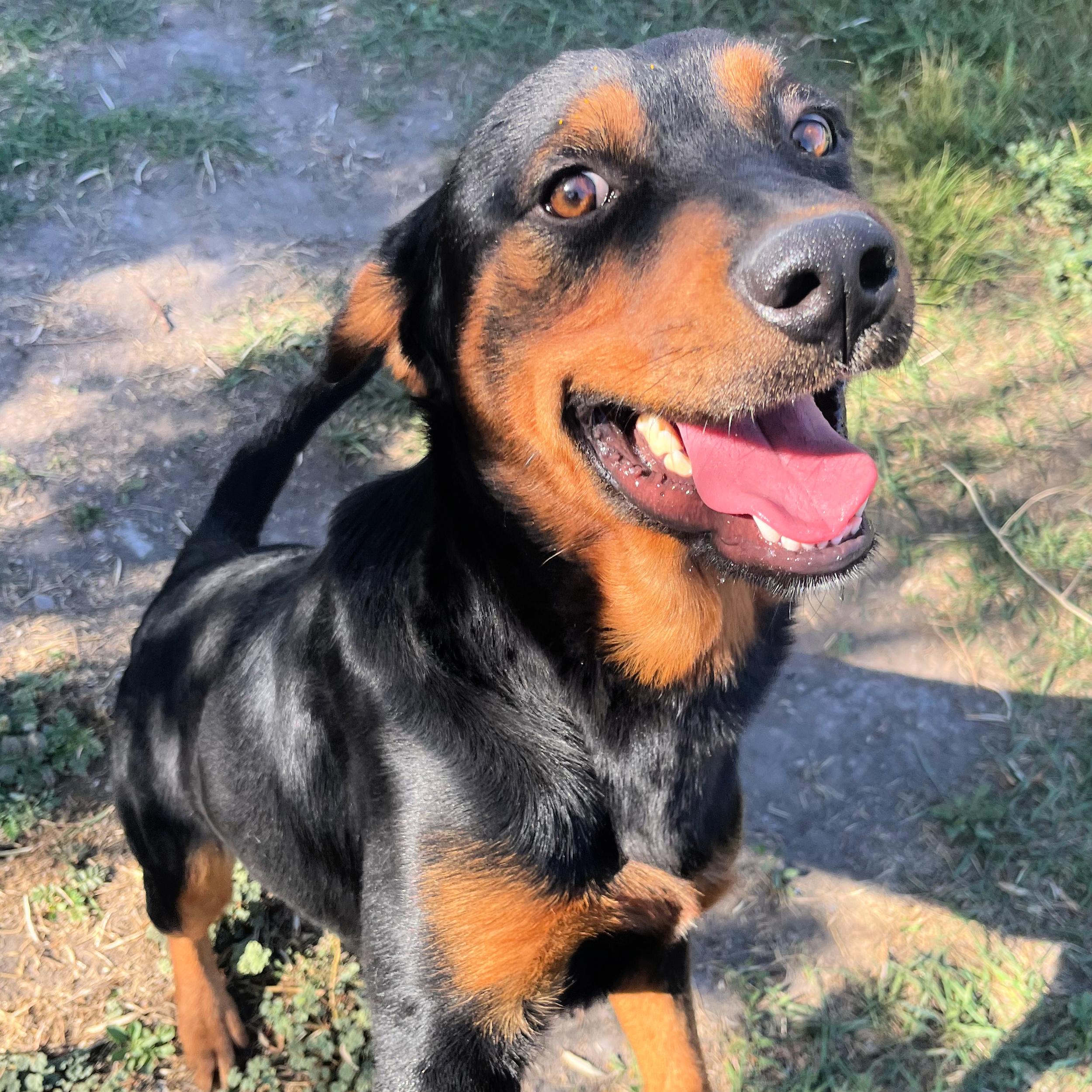 Eddie, an adoptable Rottweiler in Lindon, UT, 84042 | Photo Image 4