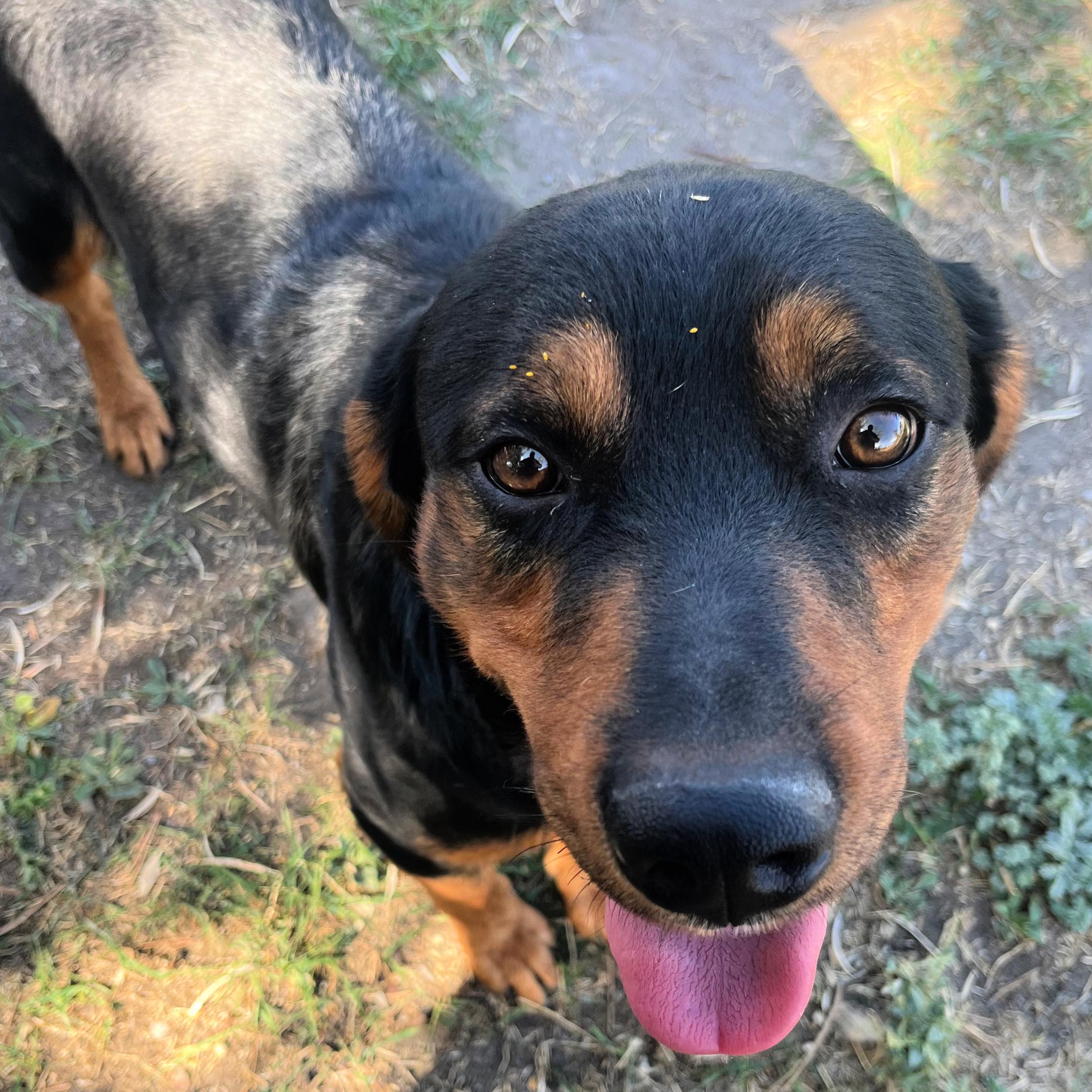 Eddie, an adoptable Rottweiler in Lindon, UT, 84042 | Photo Image 2