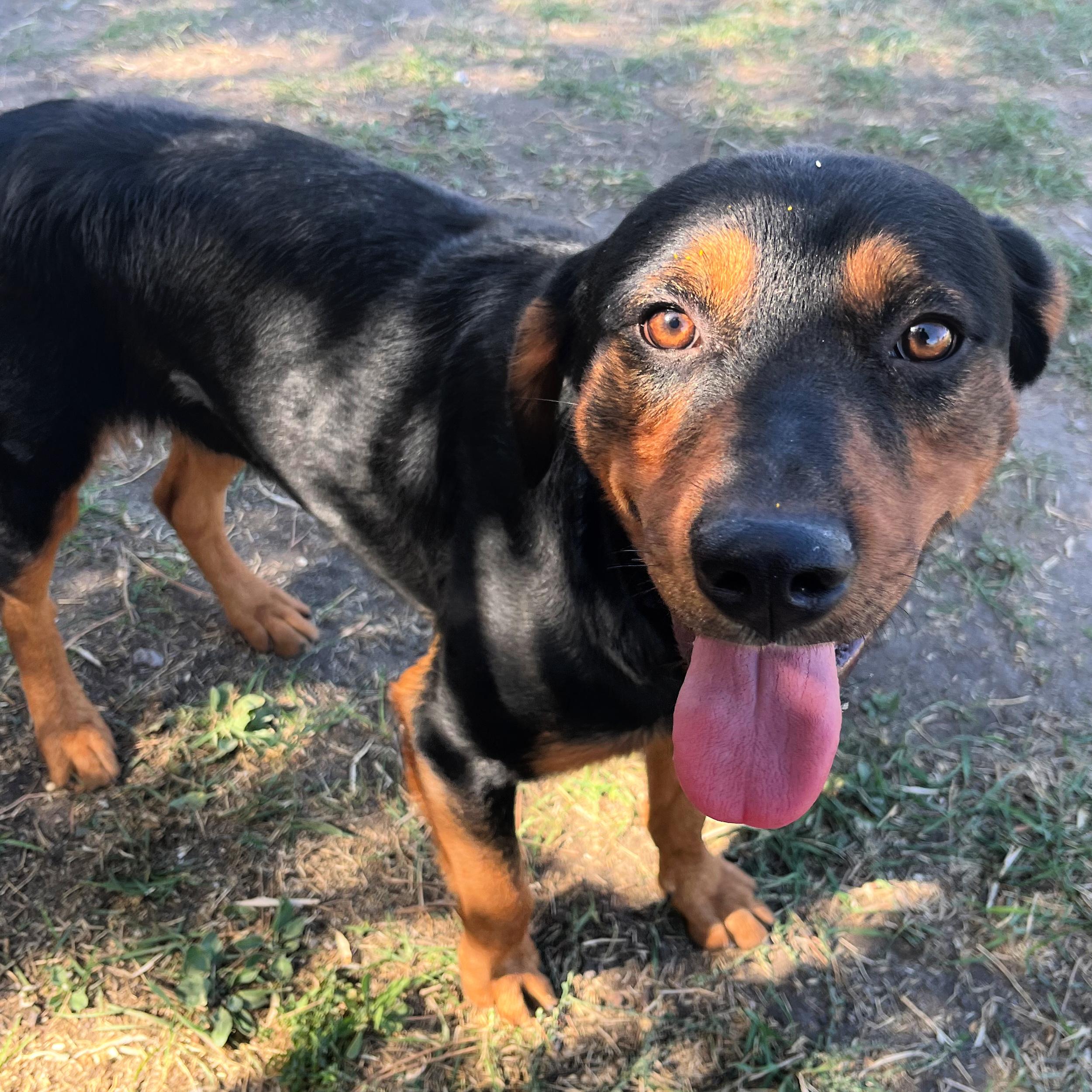 Eddie, an adoptable Rottweiler in Lindon, UT, 84042 | Photo Image 1