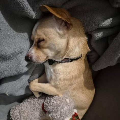 Enlarge Scout, a Adoptable mixed breed in St Thomas, ON image 1/3