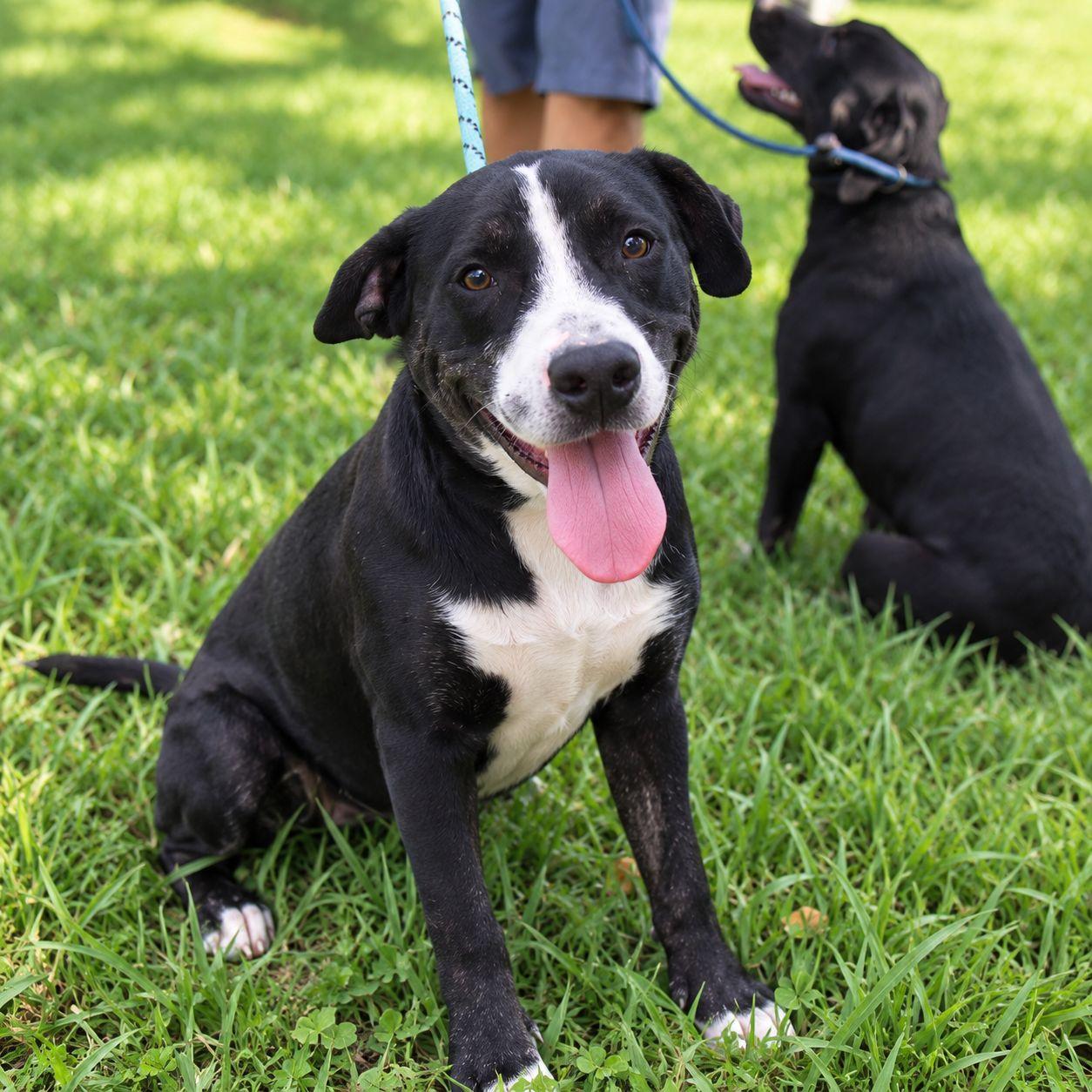 Enlarge Barry, a Adoptable mixed breed in Plain City, OH image 1/6