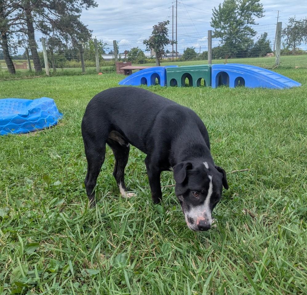 Enlarge Barry, a Adoptable mixed breed in Plain City, OH image 2/6
