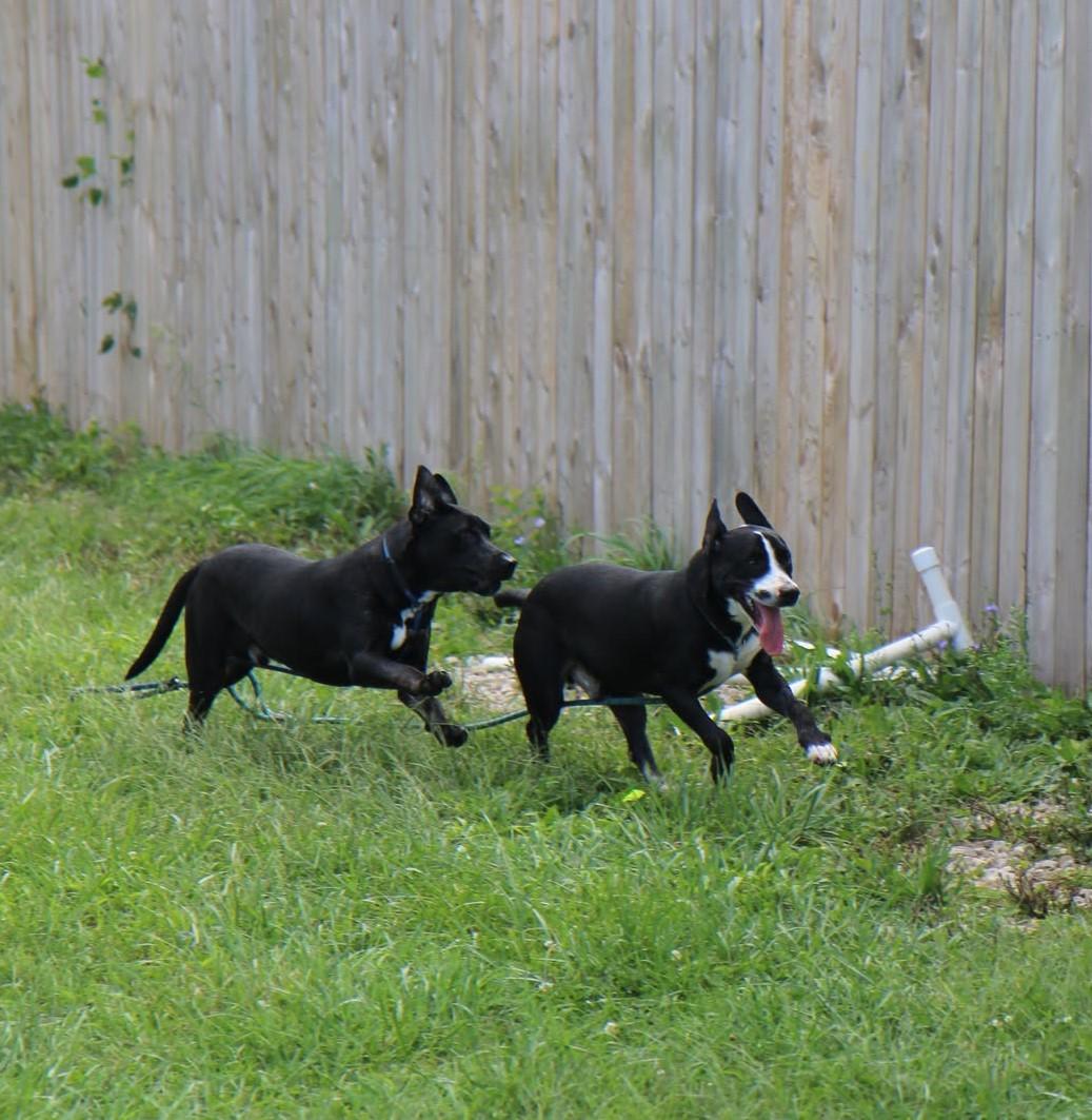Enlarge Barry, a Adoptable mixed breed in Plain City, OH image 3/6