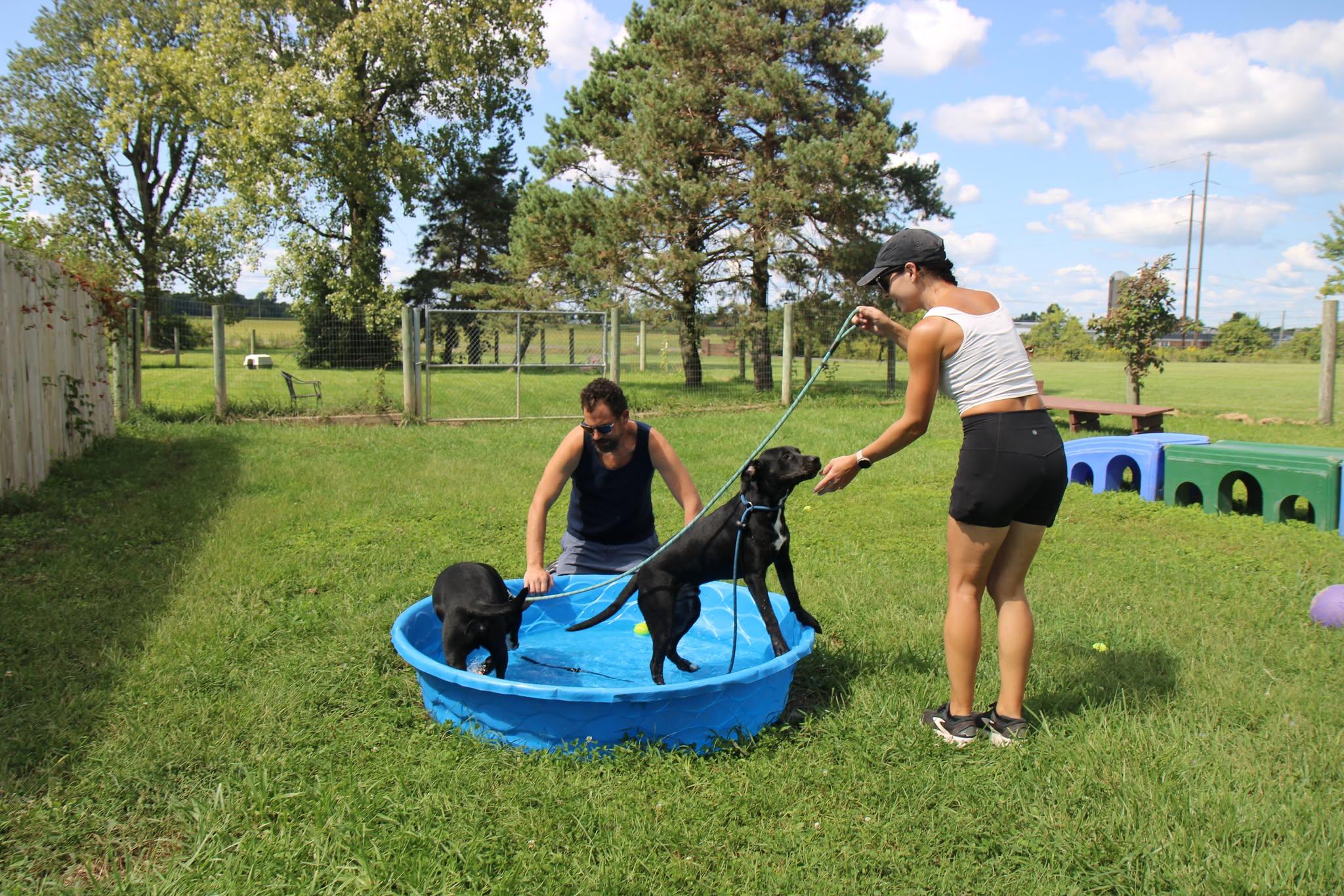 Enlarge Barry, a Adoptable mixed breed in Plain City, OH image 4/6